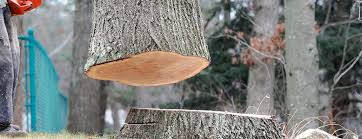 Best Tree Cabling and Bracing  in Auburn, AL